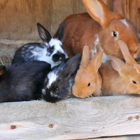 Apartament Ferienwohnung Neuendorf *