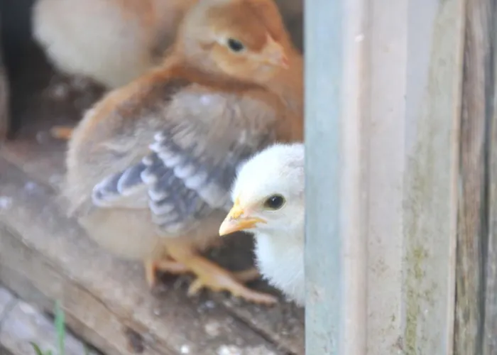 Ferienwohnung Neuendorf